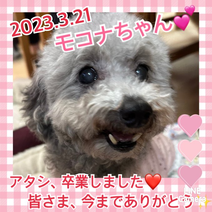 【運命の赤い糸見～つけた💓チワワのモアラちゃん💕、リチャコちゃん💕、トイプードルのモコナちゃん💕】2023,3,21